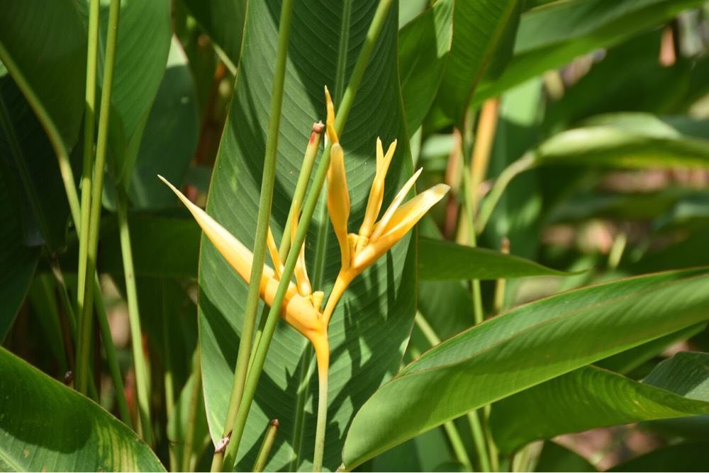 Heliconia psittacorum